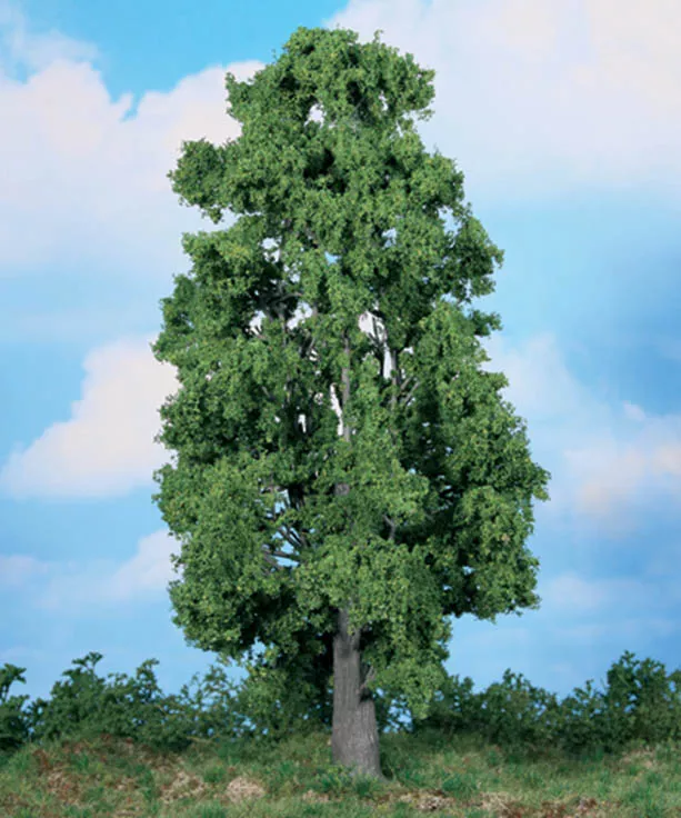 1 chestnut tree 30 cm