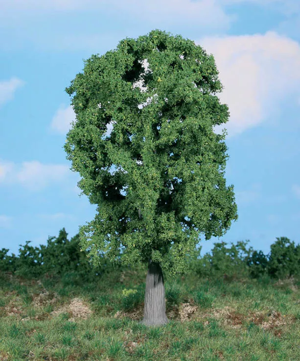 1 oak tree 20 cm