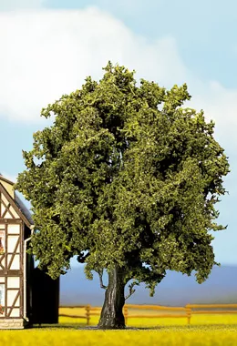 Oak, 16 cm high